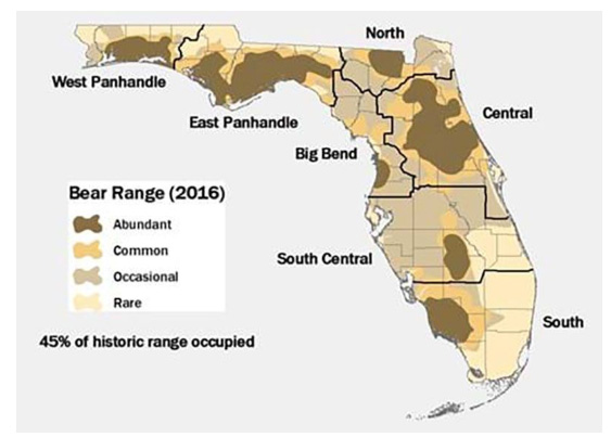 black bear population in Florida