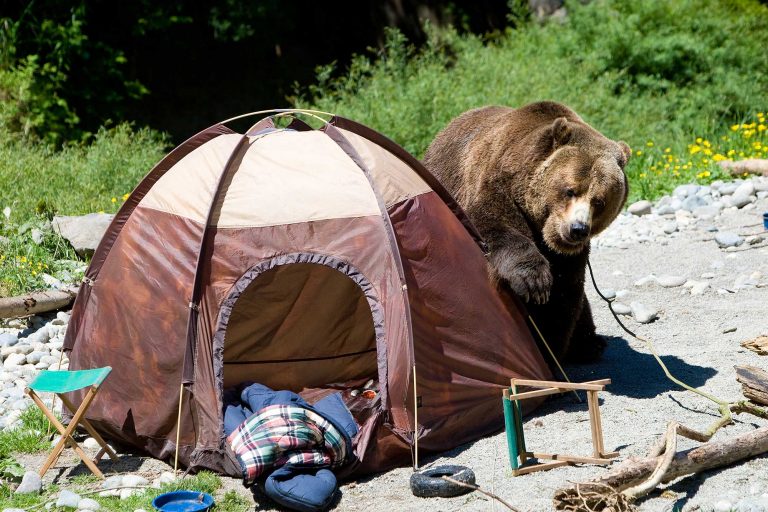 bears at campsites